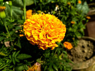 SRK Shree Radha Krishna marigold/gende ka phool flower seeds Seed(25 per packet)