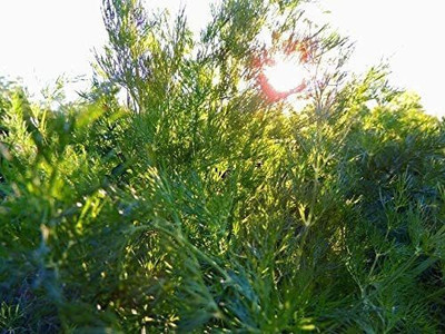 CYBEXIS VVI-55 - Herb Dill Teddy (Yellow) - (250 Seeds) Seed(250 per packet)