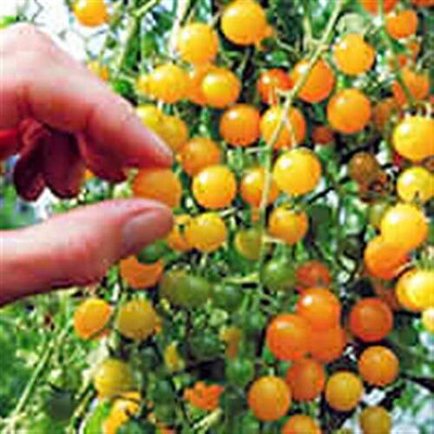 KNESSiN GOLD RUSH BRIGHT YELLOW TINY CHERRY CURRANT TOMATO[400 Seeds] Seed(400 per packet)