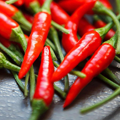 KNESSiN F1 Hybrid Piri Piri Chilli Seeds for Terrace Gardening-(2400 Seeds) Seed(2400 per packet)