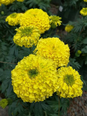 SCOTMEN marigold/gende ka phool flower seeds Seed(75 per packet)
