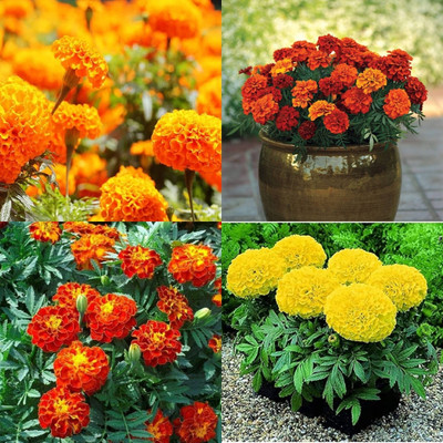 ibains Marigold flower seeds mix bij 20 Seed(20 per packet)