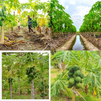 ibains Hybrid papaya seeds dwarf variety bij 100 Seed(210 per packet)