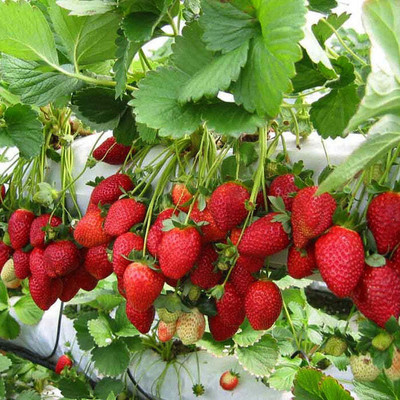 XOLDA Strawberry Fruit Seed(50 per packet)