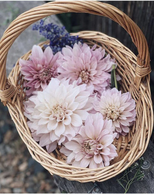 CYBEXIS Dahlia Cafe Au Lait Dinner Plate – Pink Peach Crème Seeds Seed(50 per packet)