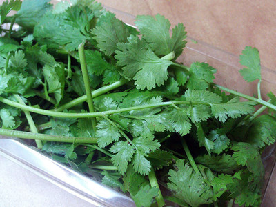 CYBEXIS XLR-23 - Cilantro (Slow Bolt) - (750 Seeds) Seed(750 per packet)