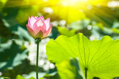 JimLax lotus,kamal gatta Seed(11 per packet)