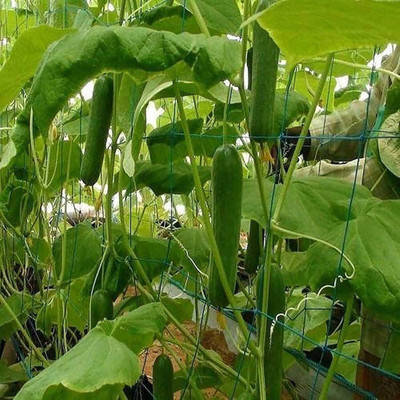KNESSiN Cucumber Seed(1250 per packet)