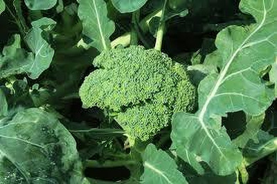 Seedsqlty Broccoli seeds for planting, high germination (20 seeds) Seed(20 per packet)