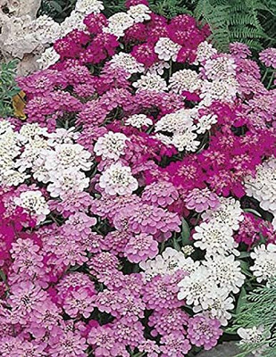 Aywal Candytuft Flower Seed - Dwarf Mix Flower Seed(40 per packet)