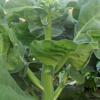 CYBEXIS Organic Chinese Broccoli Seeds 2000 Seeds Seed(2000 per packet)