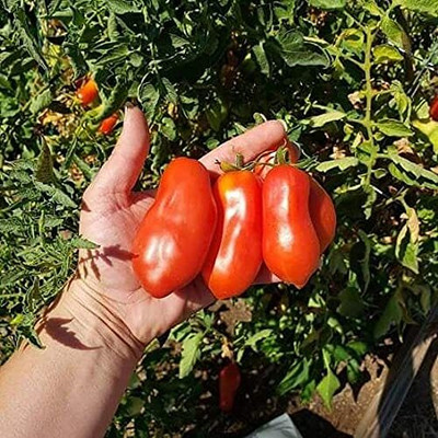 LPR TOMATO SEEDS Seed(30 per packet)