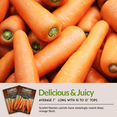 CYBEXIS LXI-90 - Scarlet Nantes Carrot - (2250 Seeds) Seed(2250 per packet)
