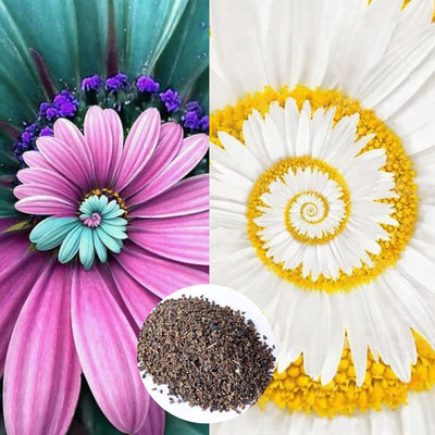 Qualtivate ATS-241 Mixed Colors Flower Seeds of Spiral Chrysanthemum Seed(25 per packet)