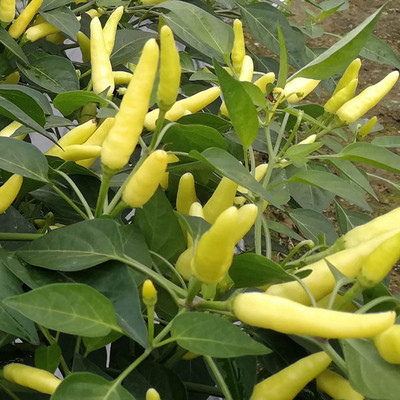 CYBEXIS Organic Yellow Chili Seeds2000 Seeds Seed(2000 per packet)