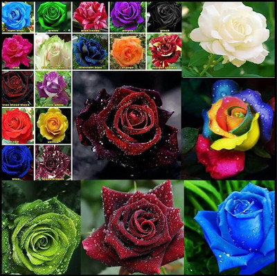 CRGO ROSE , GULAAB Seed(15 per packet)