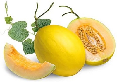 Aro Muskmelon, Kharbuja Seed(25 per packet)