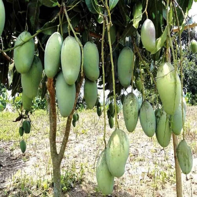 ibains Mango plant seeds Seed(1 per packet)