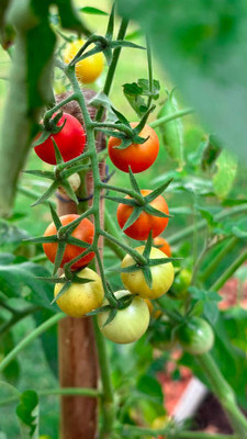 ME Traders tomato Seed(145 per packet)