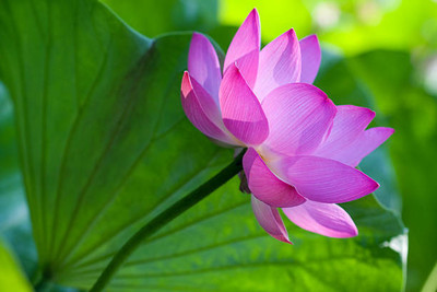 Seedshub lotus,kamal gatta Seed(10 per packet)