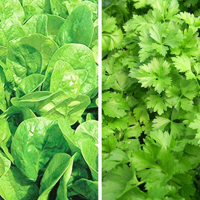 Srida SRIDA Hybrid Combo Palak Spinach Seeds & Dhaniya Kothmir Coriander Seed(50 per packet)