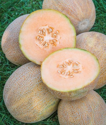 Qualtivate ICRA-7A Ambrosia Cantaloupe Musk Melon Seeds Seed(200 per packet)