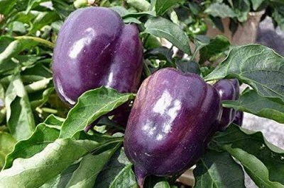 Qualtivate HUA-7A Purple Capsicum/Pepper Seeds Seed(100 per packet)