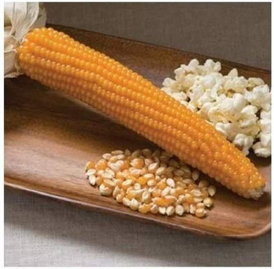WILLVINE PAU -VII Popcorn Robust (Yellow)-[500g] Seed(2000 per packet)