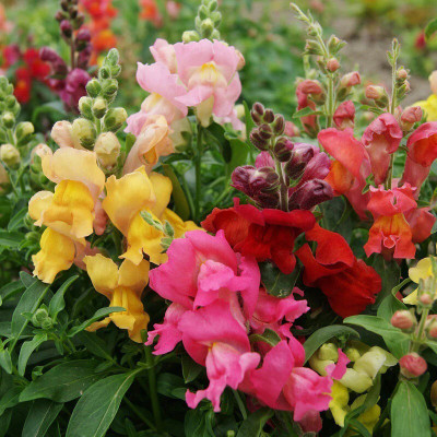 Quentova Snapdragon Seeds - Magic Carpet Mix-IACR-7V Seed(50 per packet)