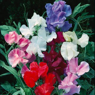 LASMA Sweet Pea Jet Set Mixed Colors Seed(50 per packet)