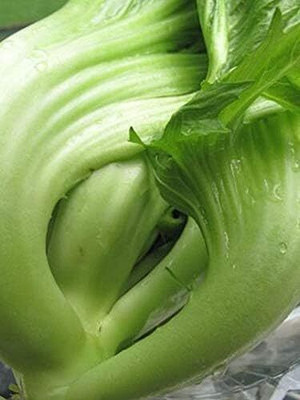Qualtivate XXX-7A Chinese Mustard/GAI Choi Seed(300 per packet)