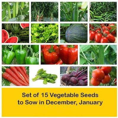 CYBEXIS Set of 15 Vegetable Seeds to Sow in December, January in South India Seed(10 g)