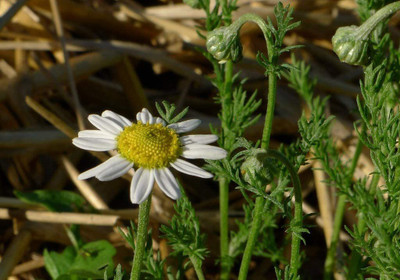 CYBEXIS VVI-72 - Chamomile Roman (Anthemis nobilis) - (750 Seeds) Seed(750 per packet)