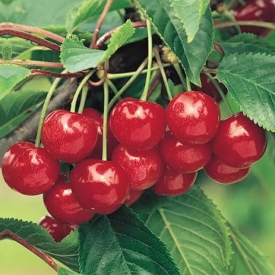 Chalisa Cherry, Sweet Cherry Seed(11 per packet)