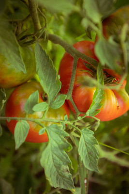 SHASHWAT CREATION tomato Seed(65 per packet)