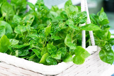 BDSresolve palak ,amaranthas,gongura seeds desi/palak seeds 500 Seed(500 per packet)