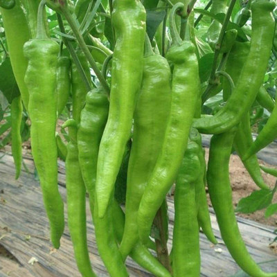 CYBEXIS Green Chilli Seeds Slim Shape Bright Colors-300 Seeds Seed(300 per packet)