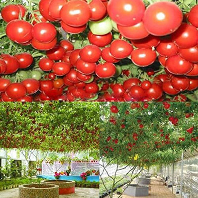 ibains Tomato hybrid seeds Seed(65 per packet)