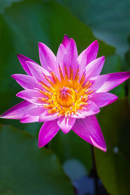 ErTh lotus,kamal gatta Seed(15 per packet)