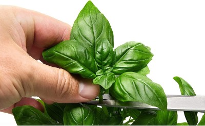 VibeX XLR-91 - Basil Sweet Genovese - (4500 Seeds) Seed(4500 per packet)