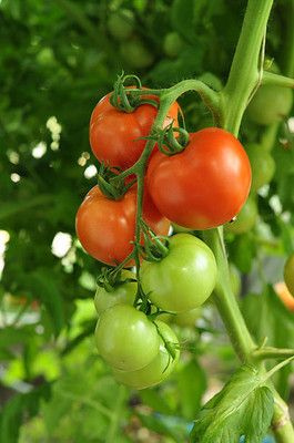 XOLDAA tomato Seed(55 per packet)