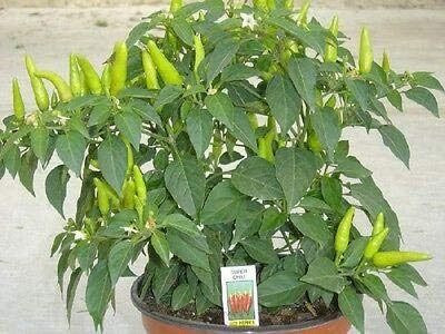 Qualtivate PUAS-2A Super Chilli F1 Hybrid - Hot Pepper Chilli Seed(300 per packet)