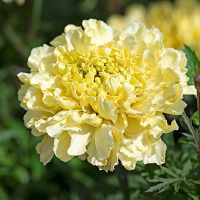 CYBEXIS ATS-84 - Sugar & Spice White Marigold - (2250 Seeds) Seed(2250 per packet)