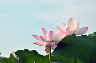 Arshiayat lotus,kamal gatta Seed(15 per packet)