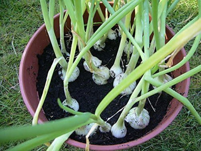 Qualtivate PUA-3A Onion - Barletta - Cocktail Onions Seed(500 per packet)