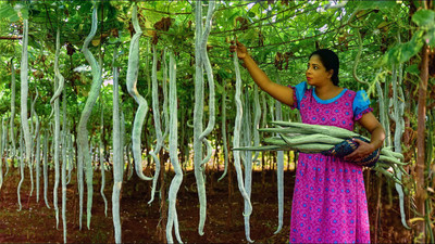DEYS AGRO ™ f1 hybrid snake gourd seeds,chichinga seeds vegetable Seed(16 per packet)