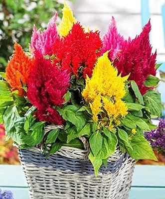 Lorvox Celosia Pulmosa Flower -Mixed Color Flower Seed(20 per packet)