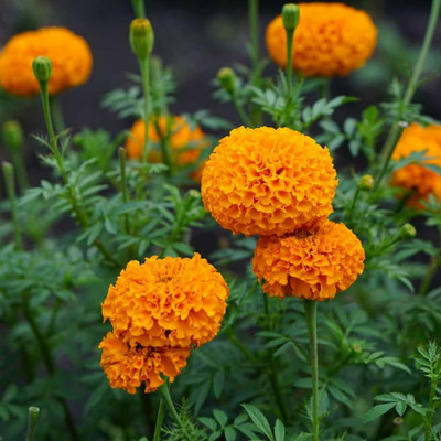DEYS AGRO ™ genda phool seeds,hybrid high germination flower plant Seed(45 per packet)