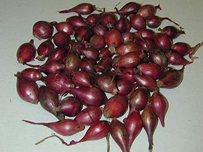 Qualtivate ICRA6-A RED Shallot Onion Seeds Seed(500 per packet)