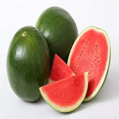 Quentova Sweet Watermelons Fruit तरबूज के बीज-IACR-22D Seed(150 per packet)